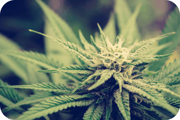 Cannabispflanze