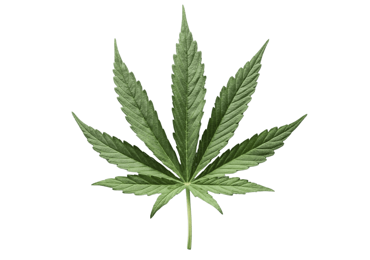 grünes Cannabis Blatt 