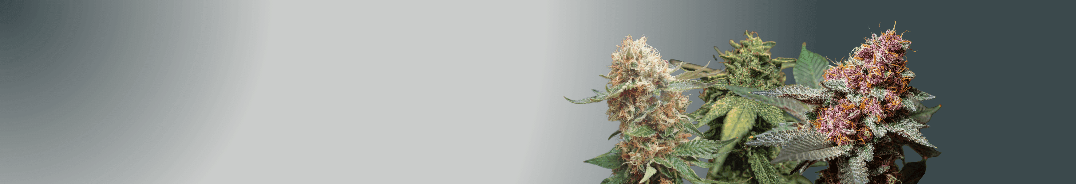 Drei verschiedene Headbuds von Cannabispflanzen