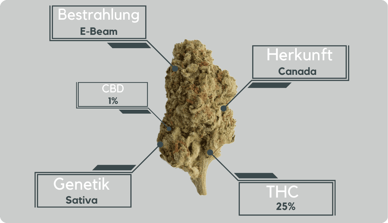 Cannabisbud erklärt anhand von THC/CBD Werten, Genetik, Herkunft und Bestrahlung
