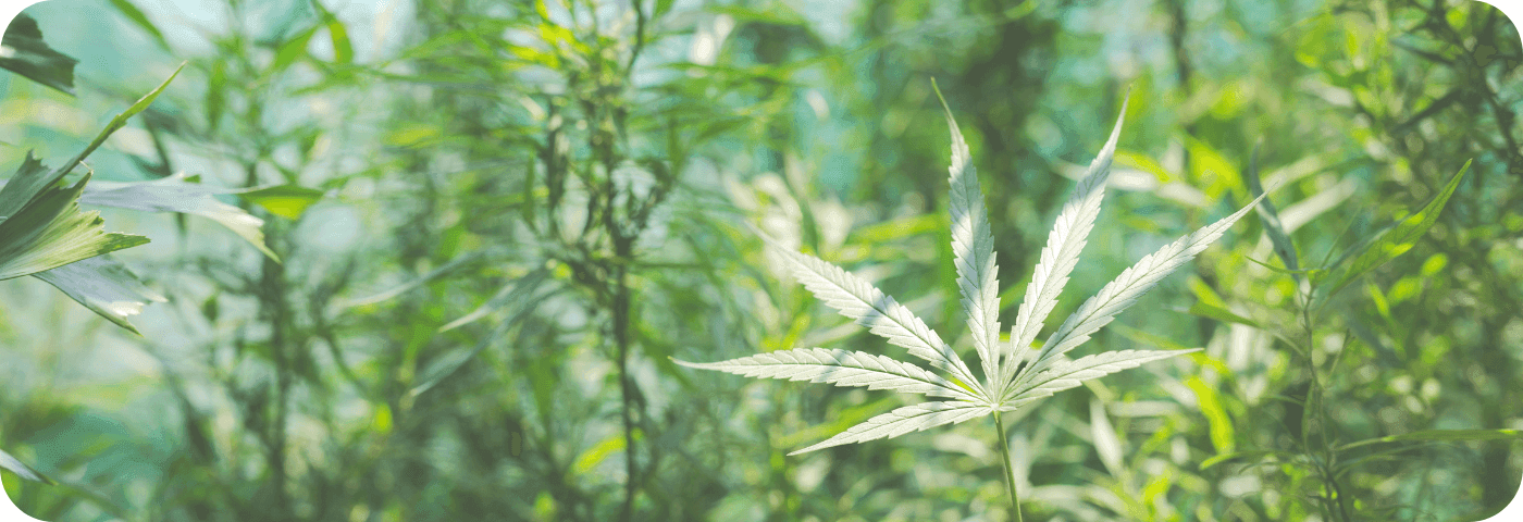 Nahaufnahme von Cannabispflanzen